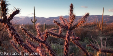 3 Sunset in the Sonoran Desert with cholla and saguaro cactus.