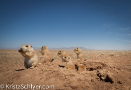 Prairie dog family in northern Chihuahua Mexico.