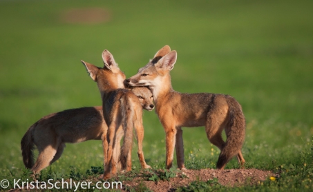 Kit foxes in Janos grassland, Mexico.