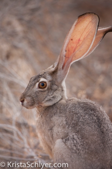 25b. Jackrabbit in the Sonoran Desert.