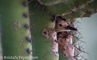 7. A gila woodpecker in a saguaro cactus cavity.