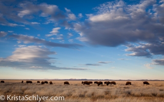 Bison herd in the Chihuahuan grasslands.