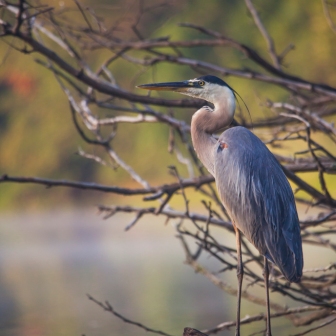 Great blue heron on the Anacostia River.