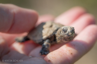 Baby turtle in the Anacostia River watershed.
