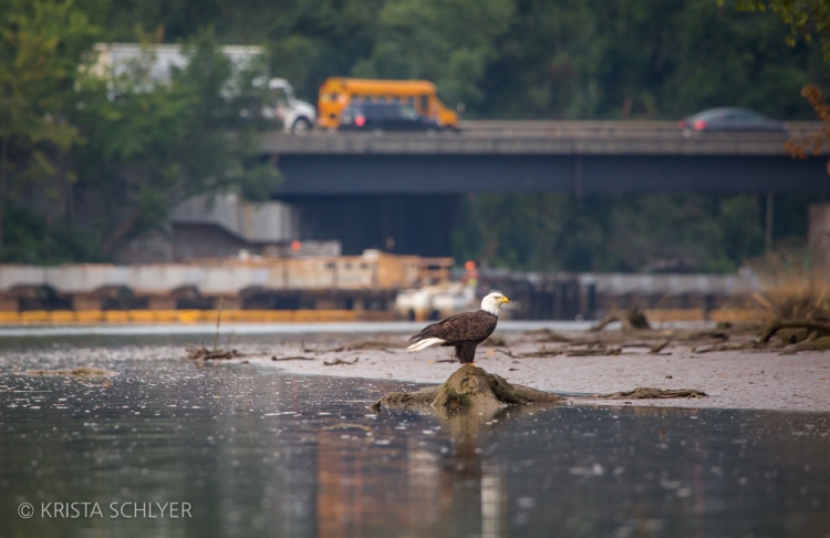 A bald eagle on the Anacostia River, Washington DC.